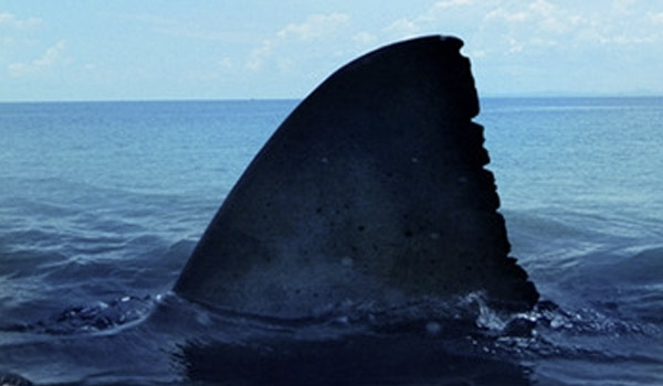 the-reef